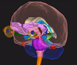 OAR-Brain-2023-(4).jpg